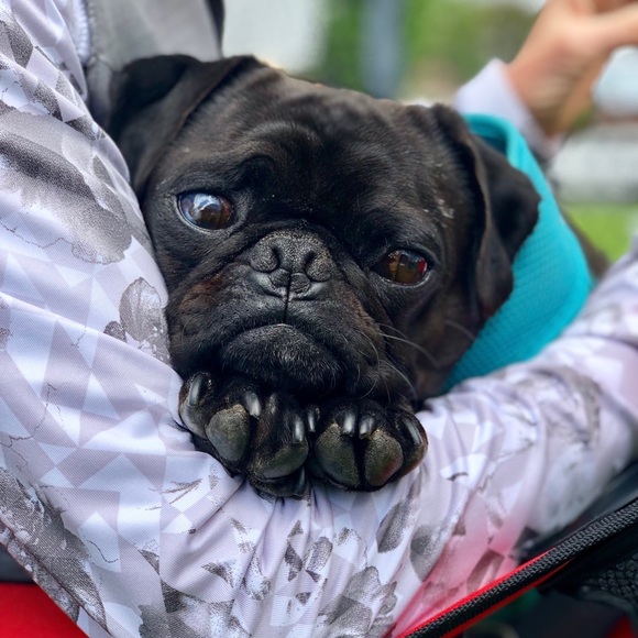 Meet your Posher, Tara - Picture 9 of 9